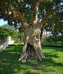 Zacchaeus tree.Palestine_Jericho