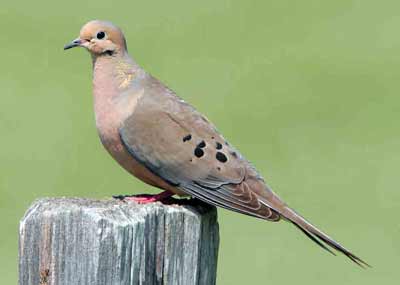 mourning dove