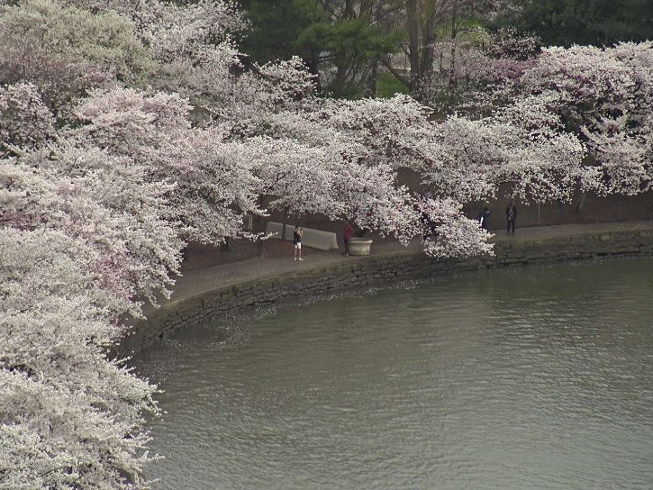 EarthCam-live-cam-of-Tidal-Basin-Cherry-Trees-march-20-2020